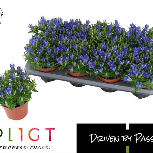 Enzian Scabra violett Luis Easy blue T12 H016