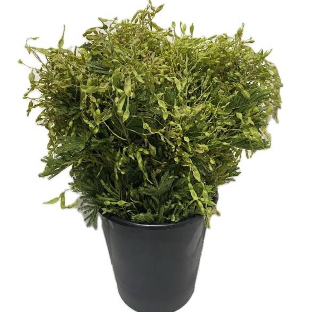 Mimosa grün Beere 60cm