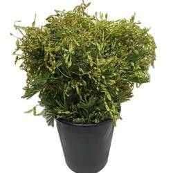 Mimosa grün Beere 60cm