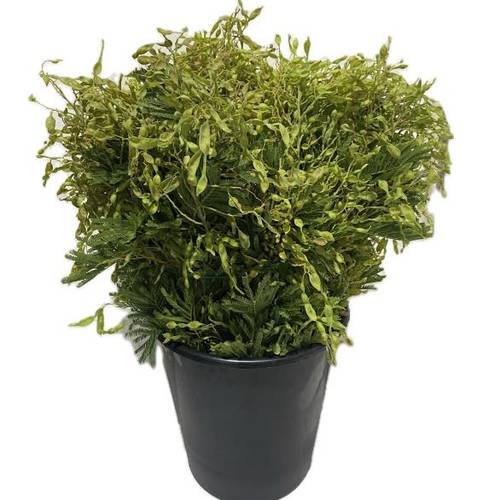 Mimosa grün Beere 60cm