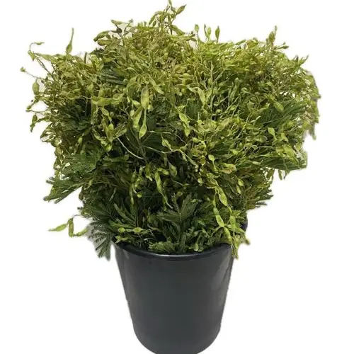 Mimosa grün Beere 60cm