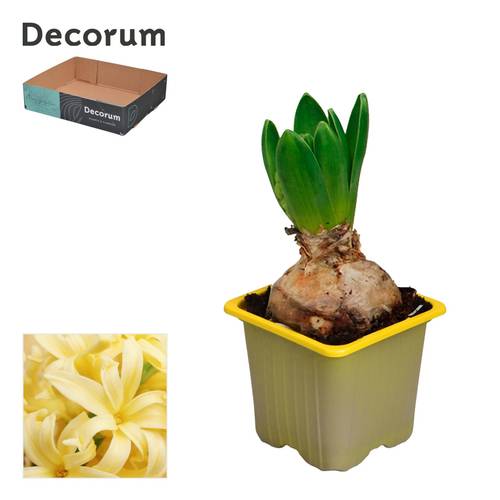 Hyazinthe 1er gelb Yellow Stone T07 H012