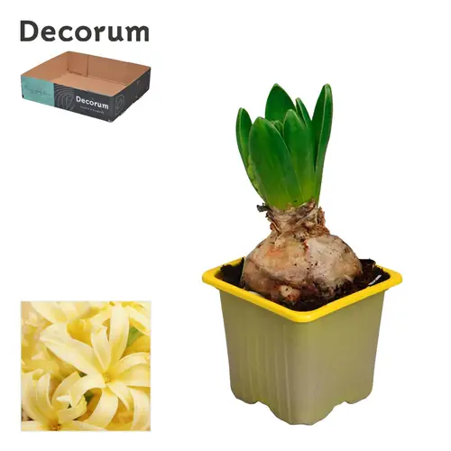 Hyazinthe 1er gelb Yellow Stone T07 H012