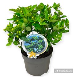 Hypericum Miracle Pistache T17 H40