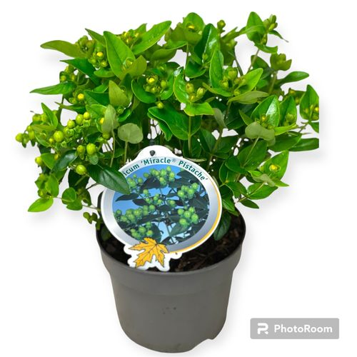 Hypericum Miracle Pistache T17 H40