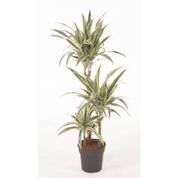 Dracaena 3er Stripe 60-30-15 T21 H100