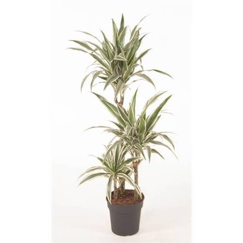 Dracaena 3er Stripe 60-30-15 T21 H100