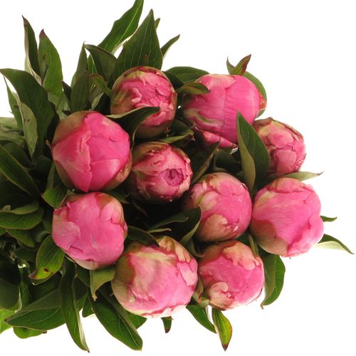 Pfingstrose pink(Fleming)50cm Old