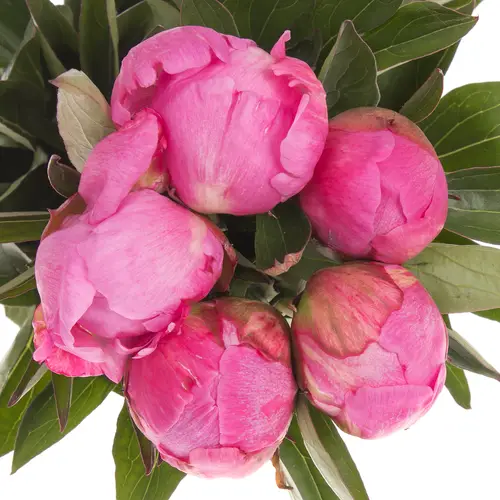 Pfingstrose dunkel rosa(Fleming)50cm Old 50cm