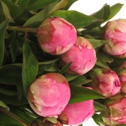 Pfingstrose pink(Fleming)50cm Old