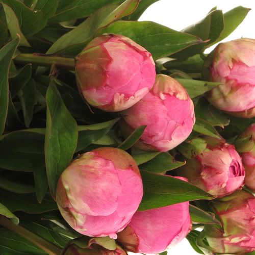 Pfingstrose pink(Fleming)50cm Old