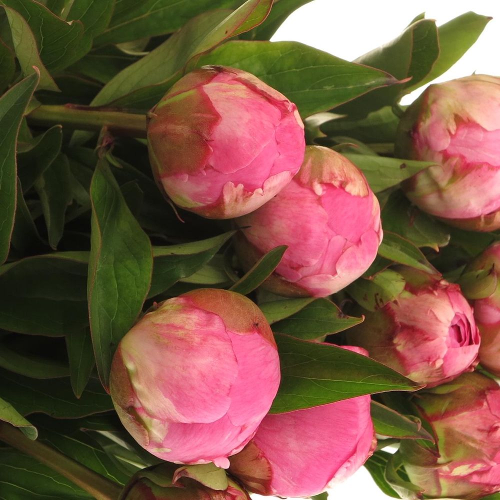 Pfingstrose pink(Fleming)50cm Old