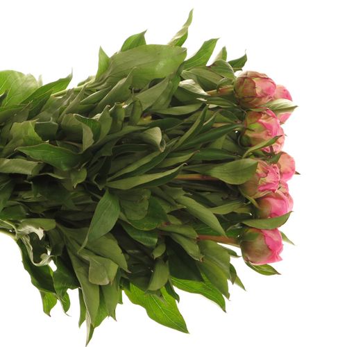 Pfingstrose pink(Fleming)50cm Old