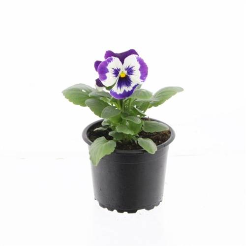 Stief.F1 lila/weiss T09 H015