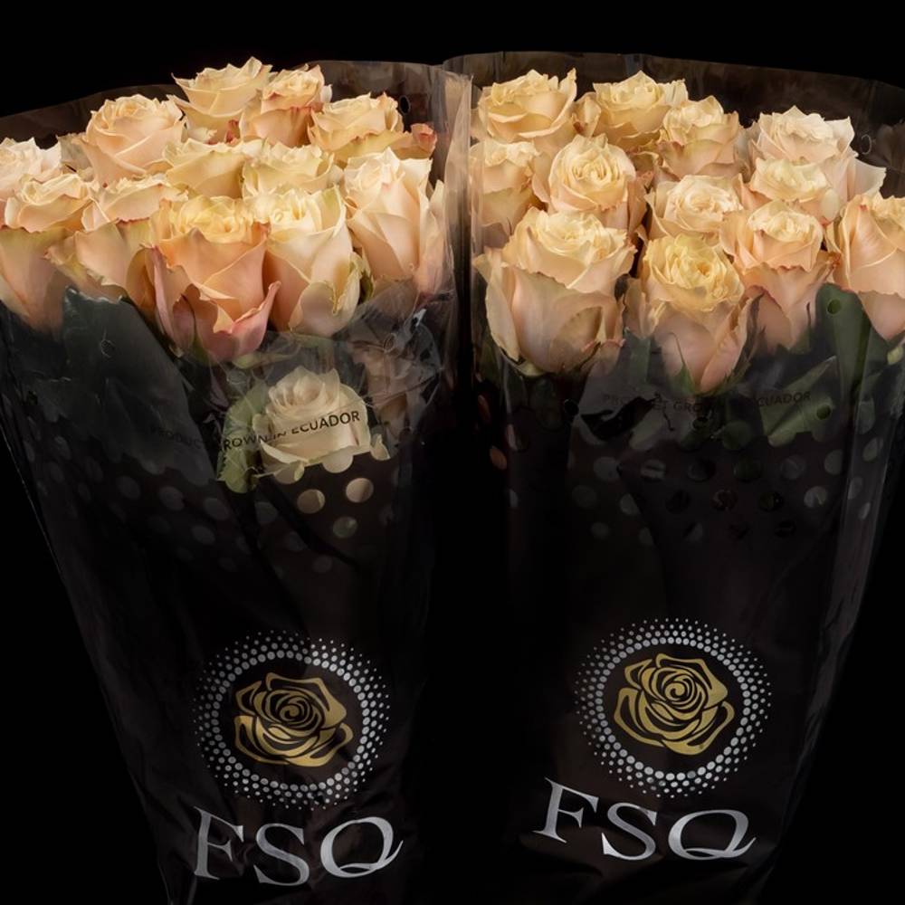 Rose apricot Champagner (Ec) 40cm X10