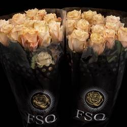 Rose apricot Champagner (Ec) 40cm X10
