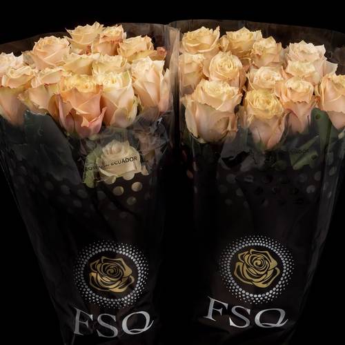 Rose apricot Champagner (Ec) 40cm X10