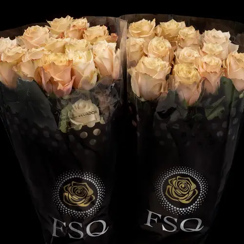 Rose apricot Champagner (Ec) 40cm X10