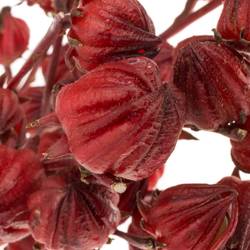 Hibiscus rot Red Star 80cm