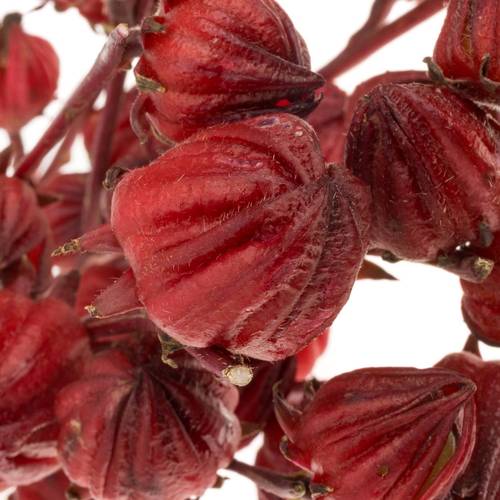 Hibiscus rot Red Star 80cm