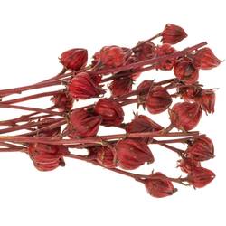 Hibiscus rot Red Star 80cm