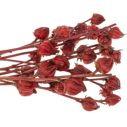 Hibiscus rot Red Star 80cm