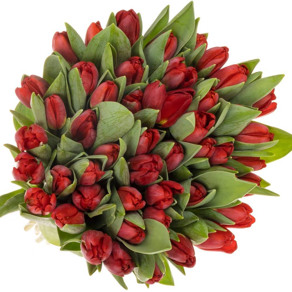 Tulpe rot Antarctica Fire 44 Gramm