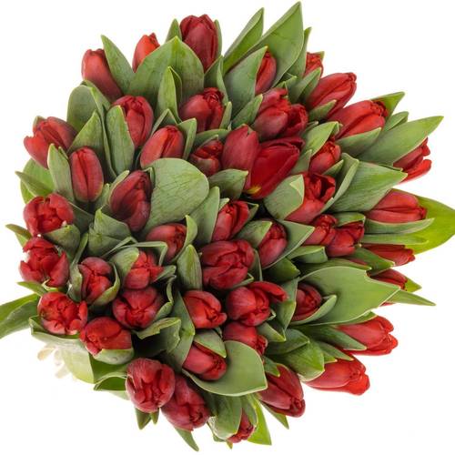 Tulpe rot Antarctica Fire 44 Gramm
