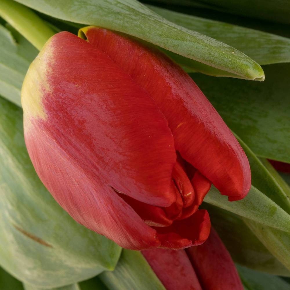 Tulpe rot Antarctica Fire 44 Gramm
