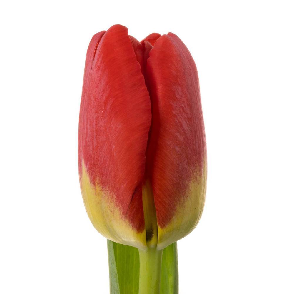 Tulpe rot Antarctica Fire 44 Gramm