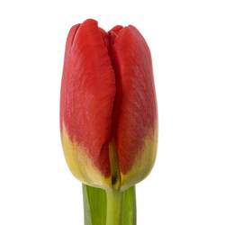 Tulpe rot Antarctica Fire 44 Gramm