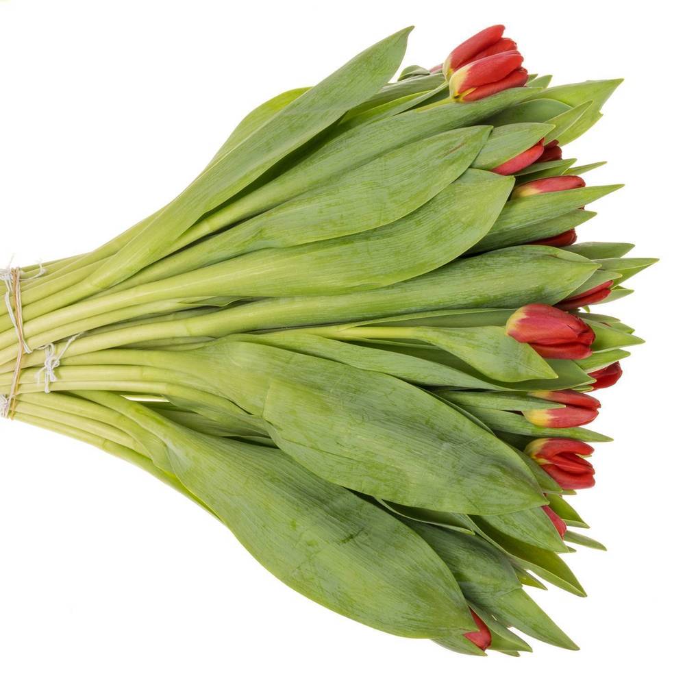 Tulpe rot Antarctica Fire 44 Gramm