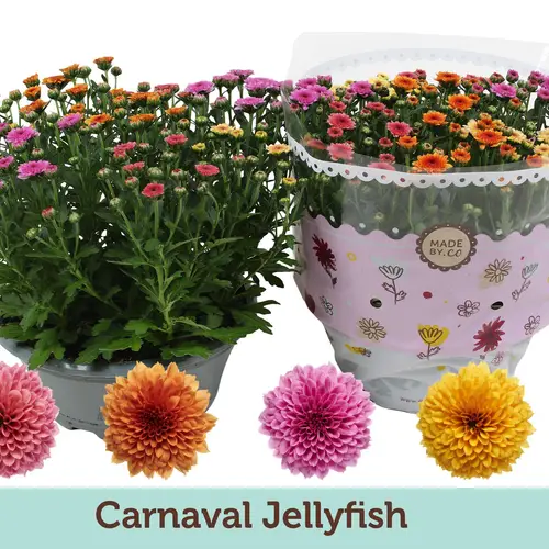 Chrysantheme Schale Jellyfish Carnaval T23 H027