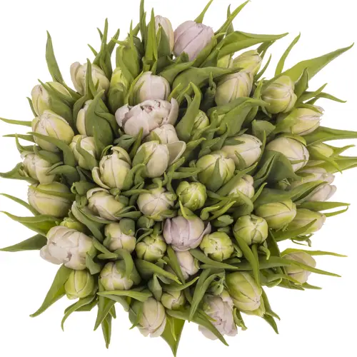 Tulpe rosa doppel Fair Price Triflor 36 Gramm