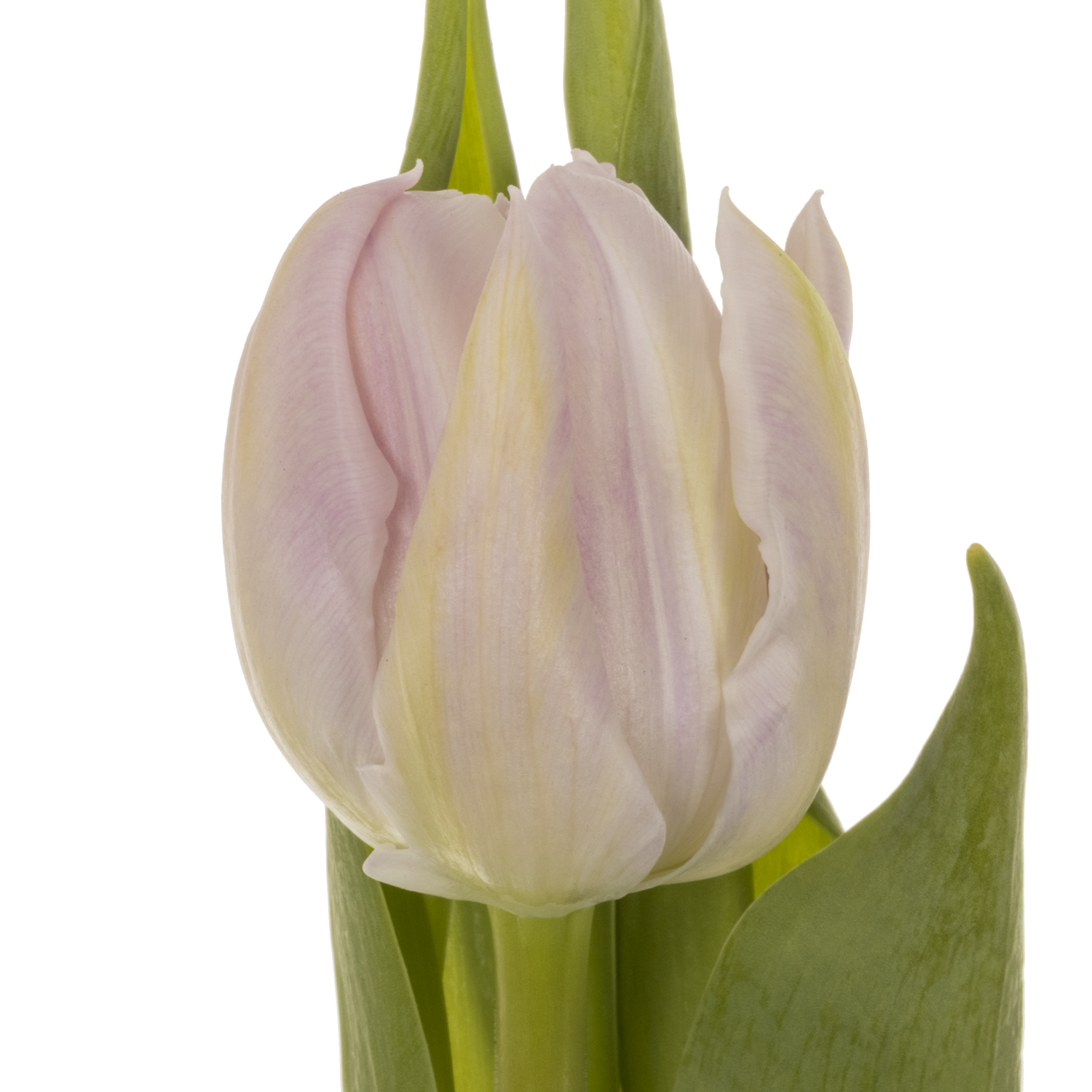 Tulpe rosa doppel Fair Price Triflor 36 Gramm