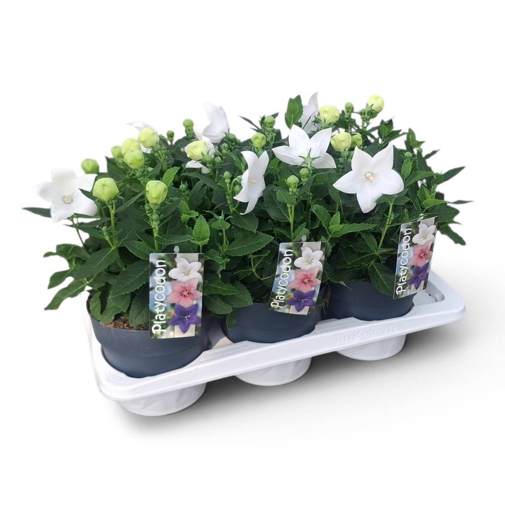 Platycodon weiss T17 H035