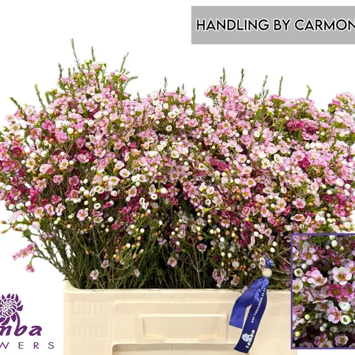 Wachsflower rosa Sexy Bella 45 Gramm 60cm