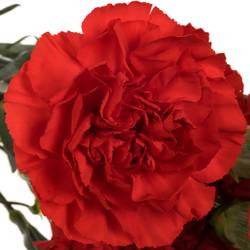 Nelke rot Soho 70cm