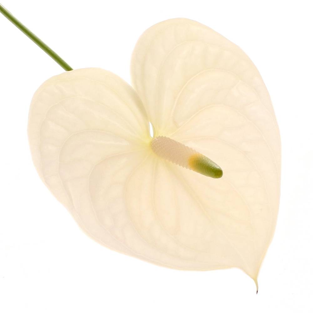Anthurium creme Moments Blüte 13cm