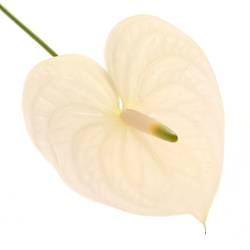 Anthurium creme Moments Blüte 13cm