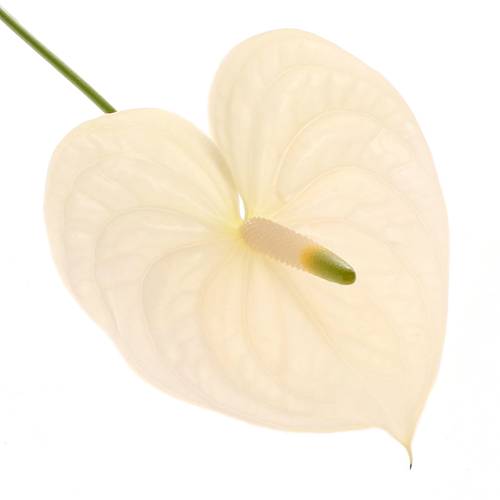 Anthurium creme Moments Blüte 13cm