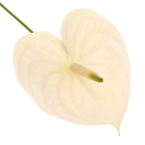Anthurium creme Moments Blüte 13cm