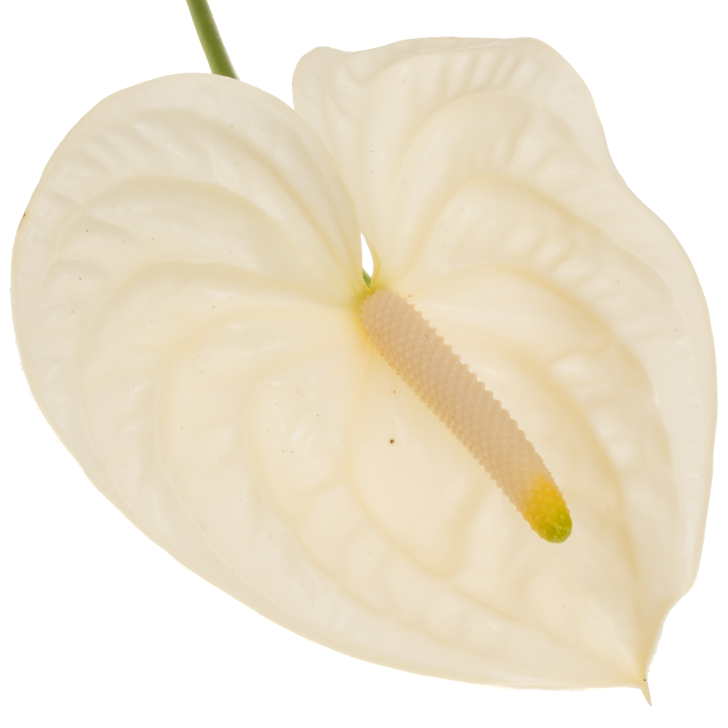 Anthurium creme/weiss Moments Blüte 13cm