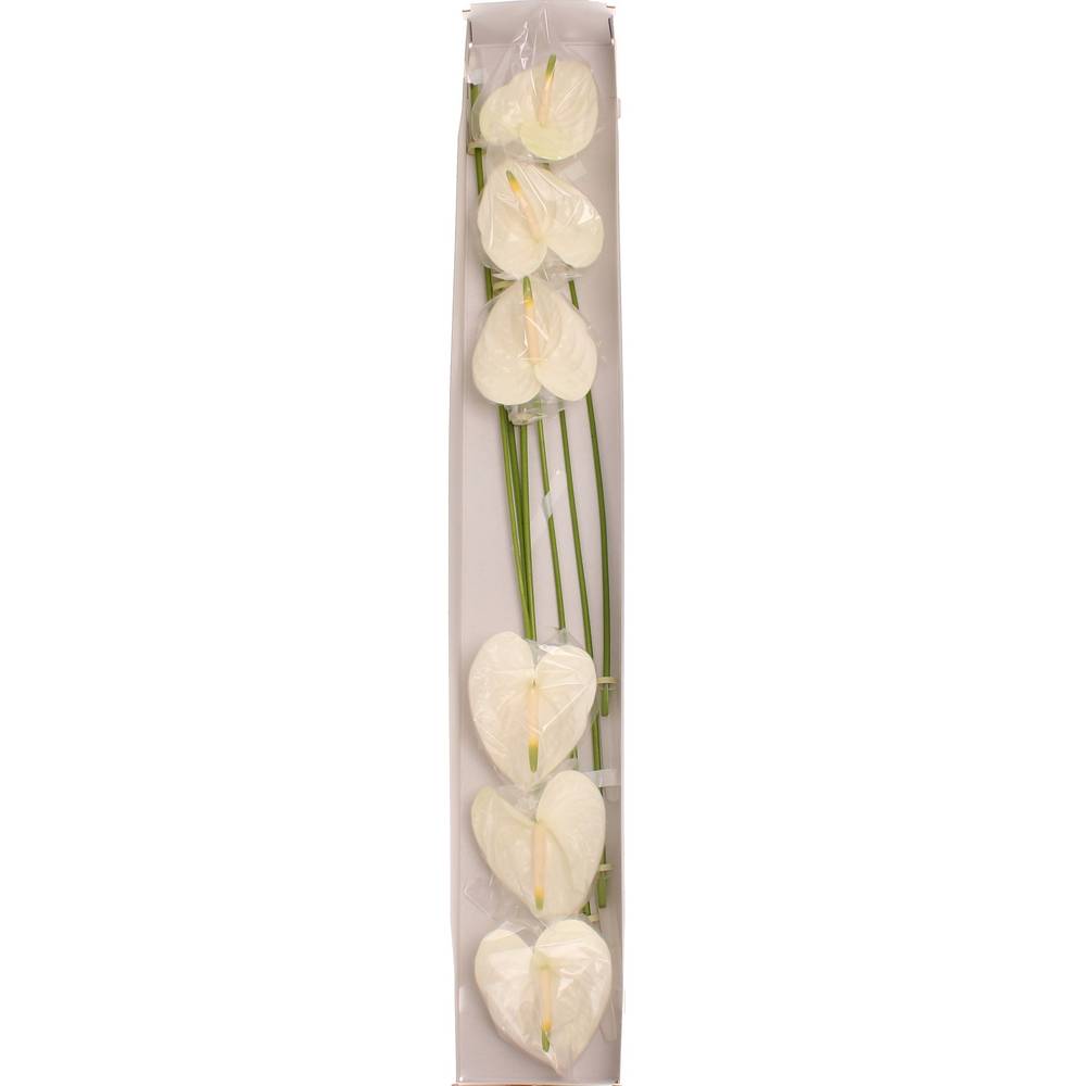Anthurium creme Moments Blüte 13cm
