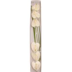 Anthurium creme Moments Blüte 13cm