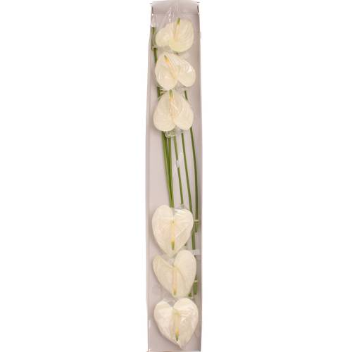 Anthurium creme Moments Blüte 13cm