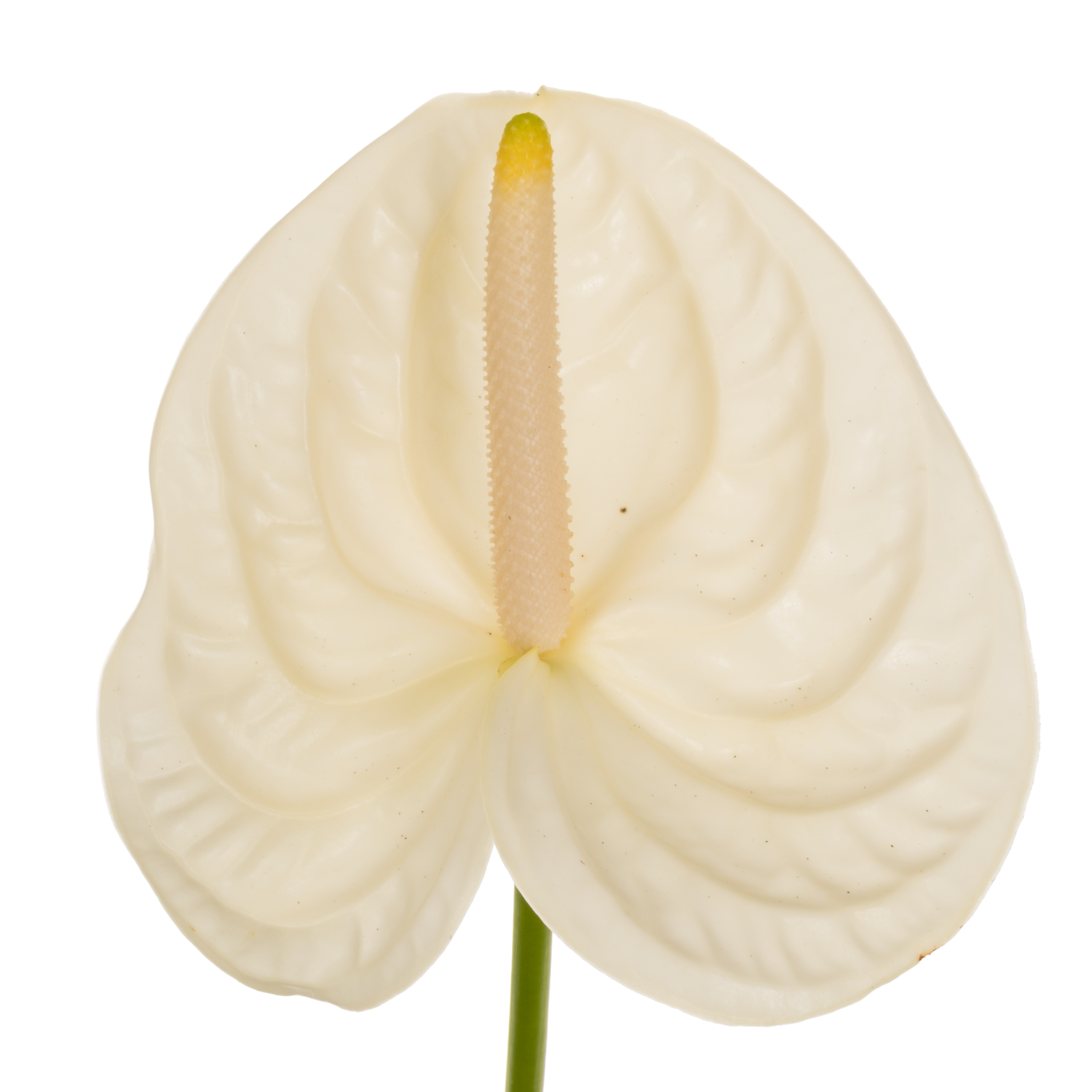 Anthurium creme/weiss Moments Blüte 13cm