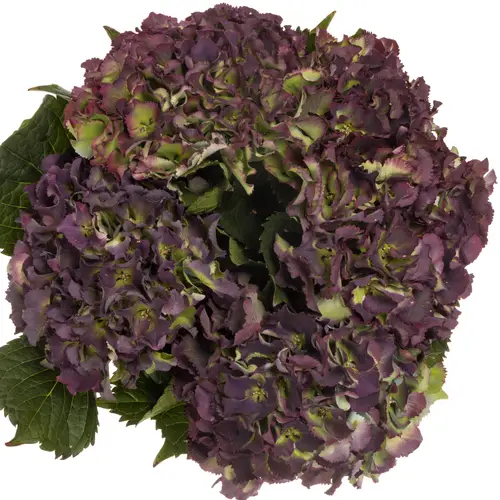 Hortensie dunkel lila/grün Sunset CL Bol 20cm 65cm