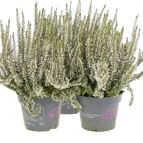 Calluna Gg weiss T11 H25