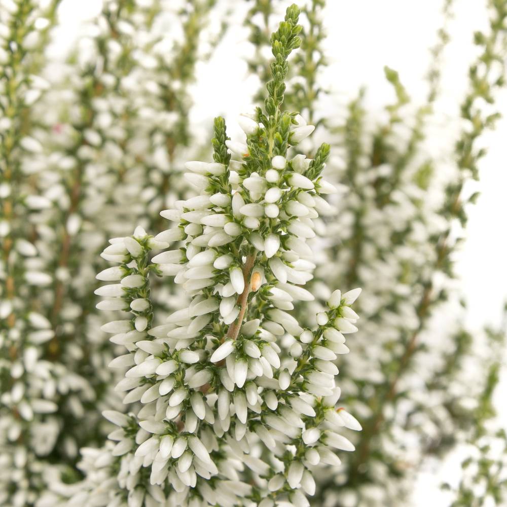 Calluna Gg weiss T11 H25
